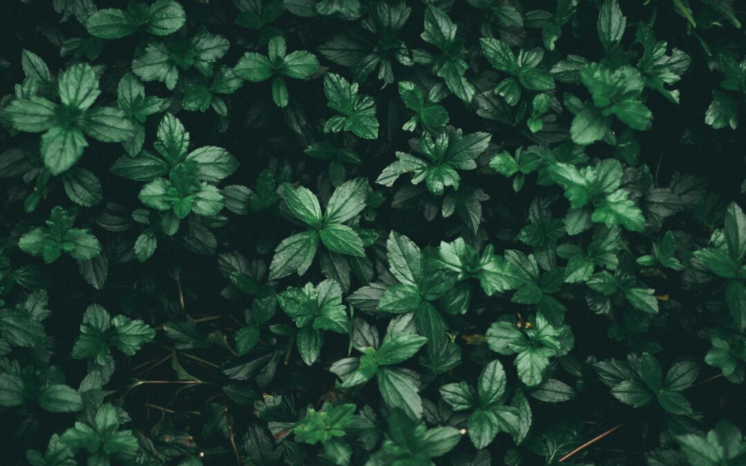 第5位女伴體驗 #情慾按摩 心得